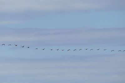 Low angle view of birds flying in sky