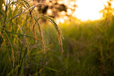 Close-up of stalks in field