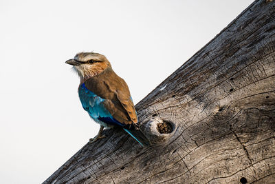 Low angle view of bird perching on wood against clear sky