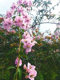 Close-up of pink cherry blossoms in spring