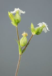 Close-up of plant