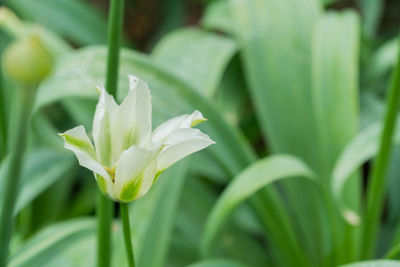 Close-up of white flowering plant