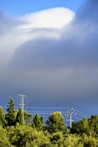 Plants and trees against sky