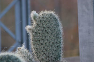 Close-up of cactus plant