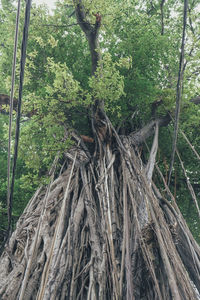 Close-up of tree trunk in forest