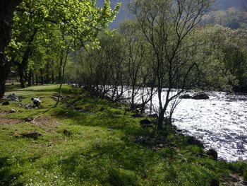 Scenic view of river amidst trees in forest
