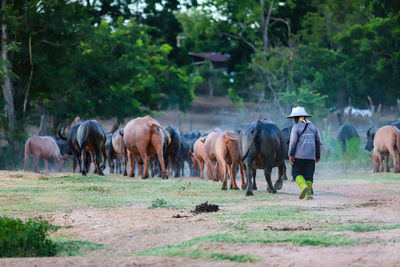 Rear view of buffalo walking on field