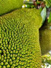 Full frame shot of green plant