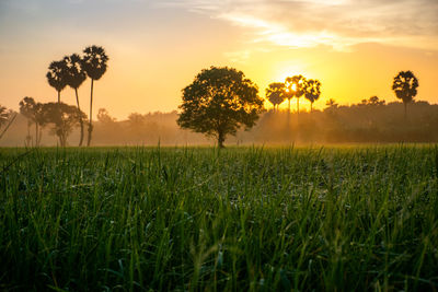 Scenic view of field against sky during sunset