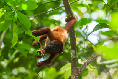 Low angle view of red howler monkey on tree in tambopata national reserve, peru