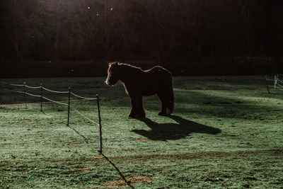 Domestic horse with long mane standing behind fence in paddock on sunny day on ranch