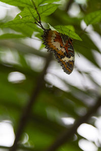 Close-up of butterfly on leaf