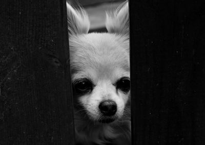 Close-up portrait of dog seen through ajar door