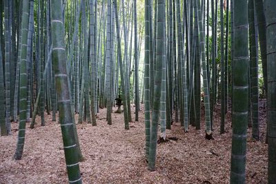 Panoramic view of bamboo trees in forest