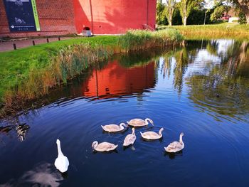 Swans swimming in lake