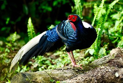 Close-up of bird perching on rock