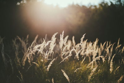 Sunlight falling on wild grass