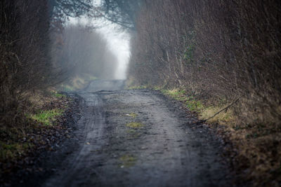 Wet road amidst trees against sky