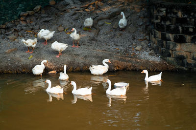 White ducks at the lake.