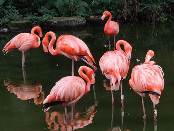 Group of birds in lake