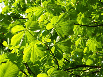 Close-up of green leaves on tree
