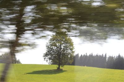 Scenic view of lake by trees on field