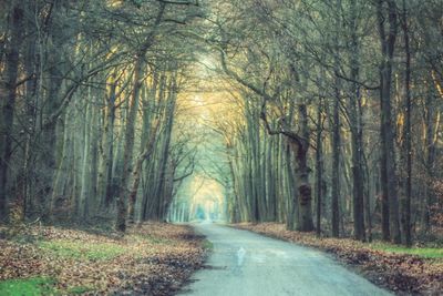 Road amidst trees in forest