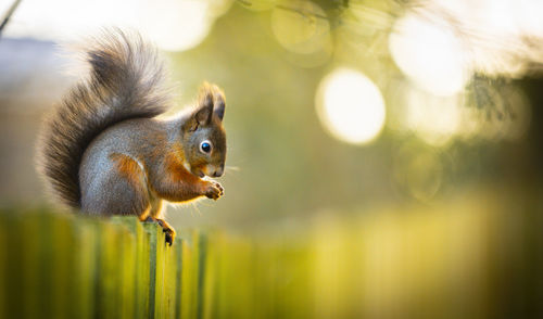 Close-up of squirrel