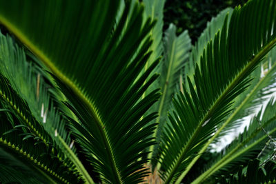 Low angle view of palm tree