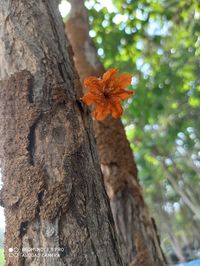 Close-up of orange flower on tree trunk