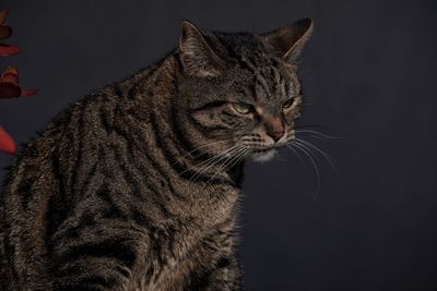 Close-up of a cat looking away