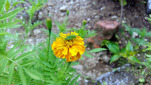 Close-up of yellow wildflower