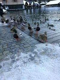 High angle view of birds perching on lake