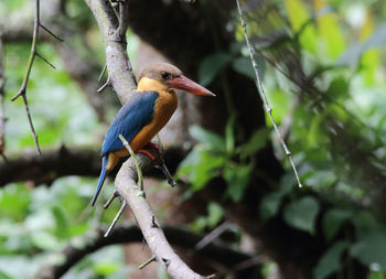 Close-up of bird perching on tree