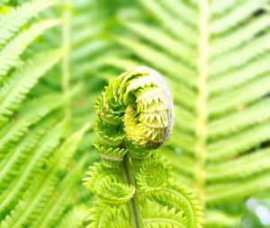 Close-up of fern