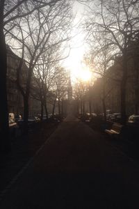 Bare trees in park