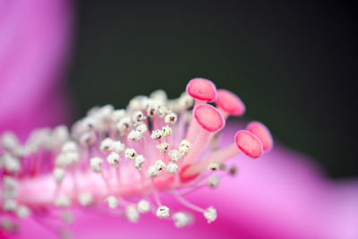 Close-up of pink flowers blooming outdoors