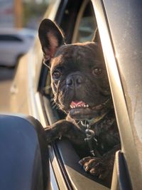 Close-up portrait of black dog in car seen through window