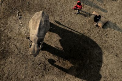 High angle view of man and an elephant standing 