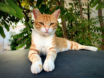 Portrait of a cat sitting outdoors