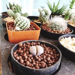 Close-up of cactus on table