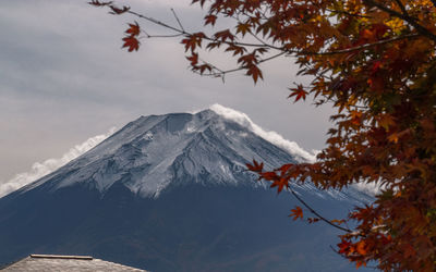 Full frame close-up scenic view of summit of mount fuji with snow and colorful leaves in foreground