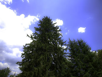 Low angle view of tree against sky