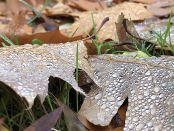 Close-up of raindrops on dry leaves on field