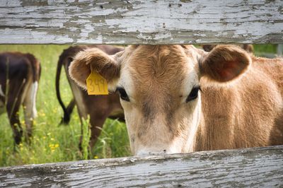 Cows in a farm