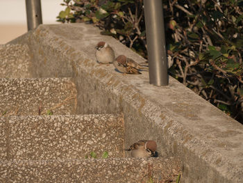 Side view of bird perching on retaining wall