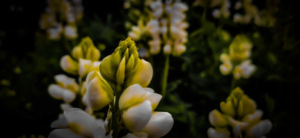 Close-up of yellow flowering plant