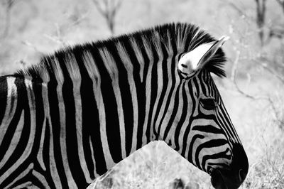 Close-up portrait of zebra on field