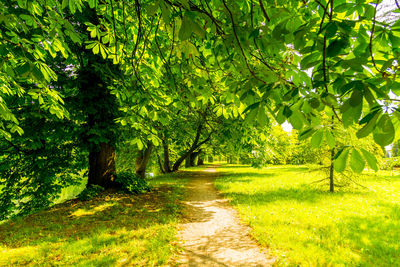 Scenic view of trees on field