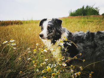 Dog looking away on field